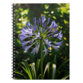Cuaderno Flores de agapanthus azules