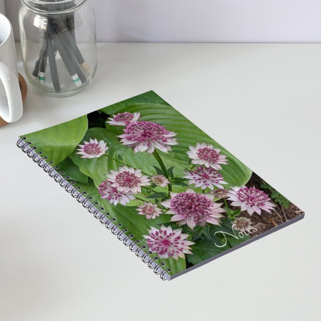 Cuaderno Flores de Astrantia Rosa (In Situ)