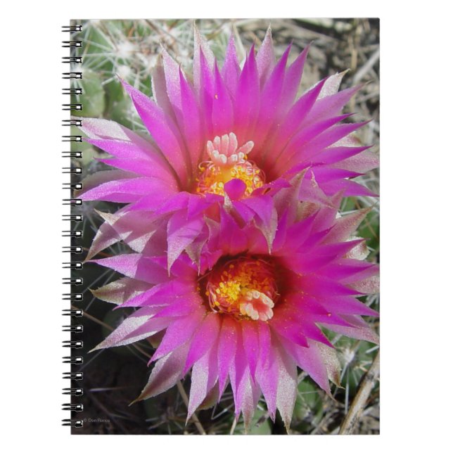 Cuaderno Flores de cactus de bolas F5 "Escobaria vivipara" (Frente)