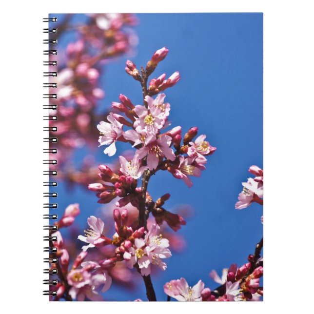 Cuaderno Flores de Cerezo Sakura Tocando Azul (Frente)