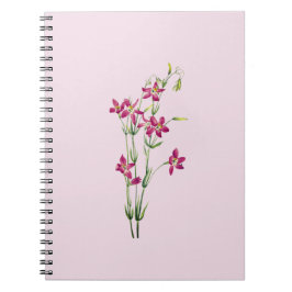 Cuaderno Flores de época - Centaurium por Mary Vaux Walcott
