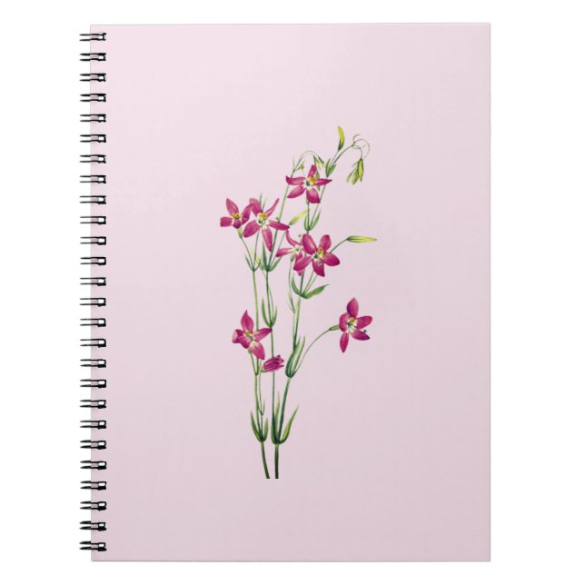 Cuaderno Flores de época - Centaurium por Mary Vaux Walcott (Frente)