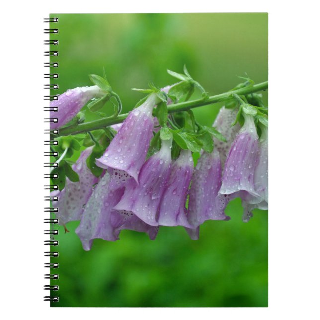 Cuaderno Flores de foxglove púrpura (Frente)