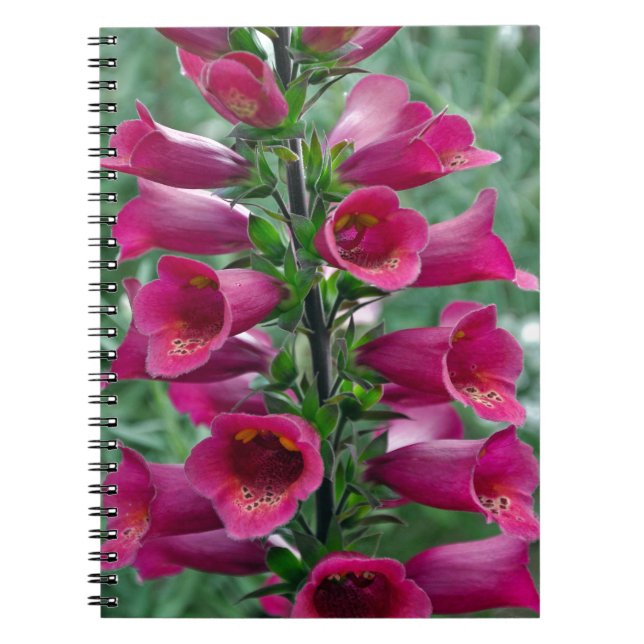 Cuaderno Flores de foxglove rosas (Frente)