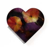 Flores de gloria matutina