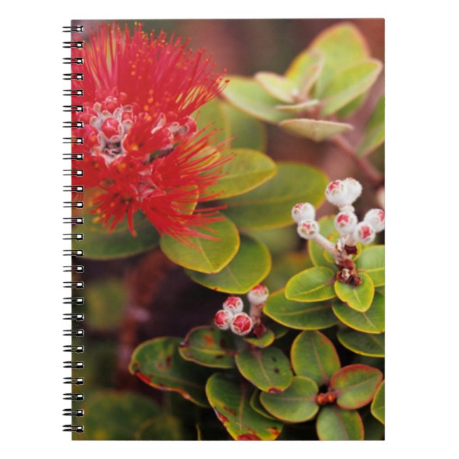 Cuaderno Flores de Lehua en volcanes de Hawái (Frente)