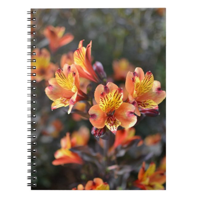 Cuaderno Flores de lirio peruana en el jardín RHS Wisley (Frente)