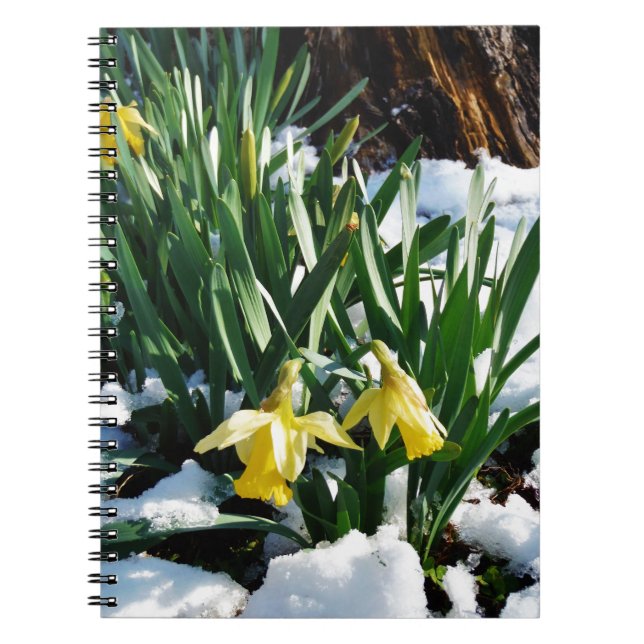 Cuaderno Flores de los Daffodils amarillos en la nieve (Frente)