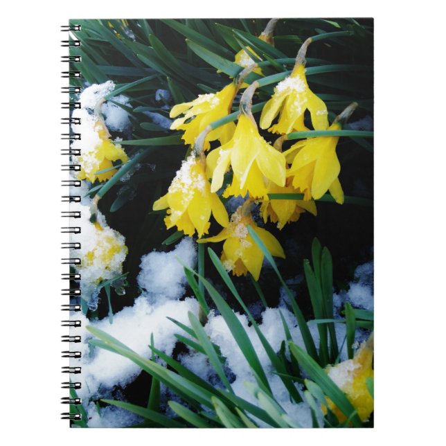 Cuaderno Flores de los Daffodils amarillos en la nieve (Frente)