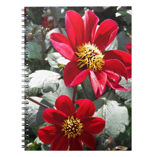 Cuaderno flores de margarita rosada roja / margarita (Frente)