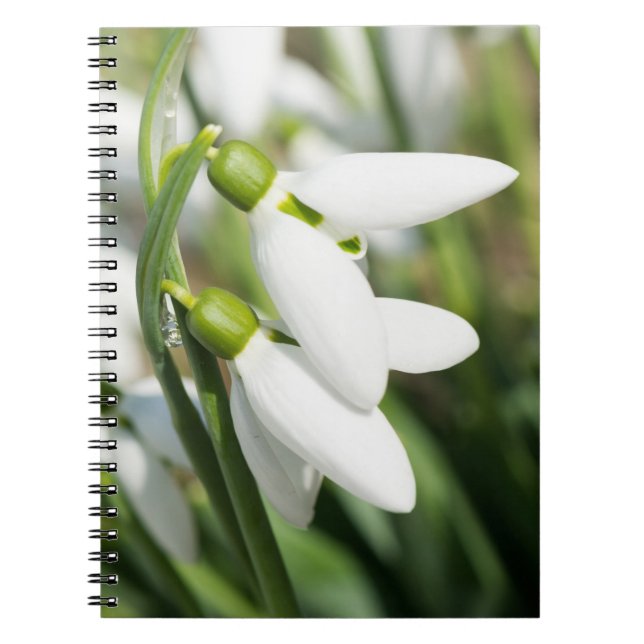 Cuaderno Flores de nieve (Frente)