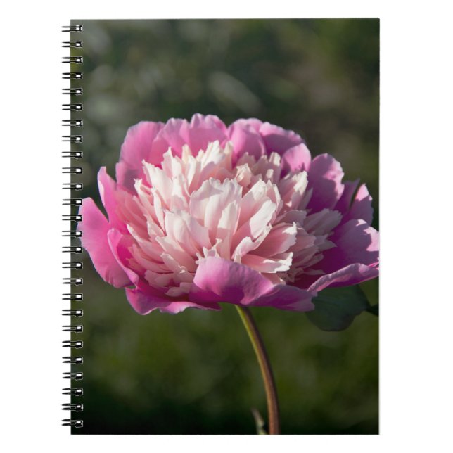 Cuaderno Flores de peonía rosada en primavera (Frente)