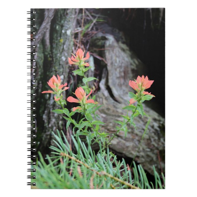 Cuaderno Flores de Pincel de Indio Rojo en el Bosque (Frente)