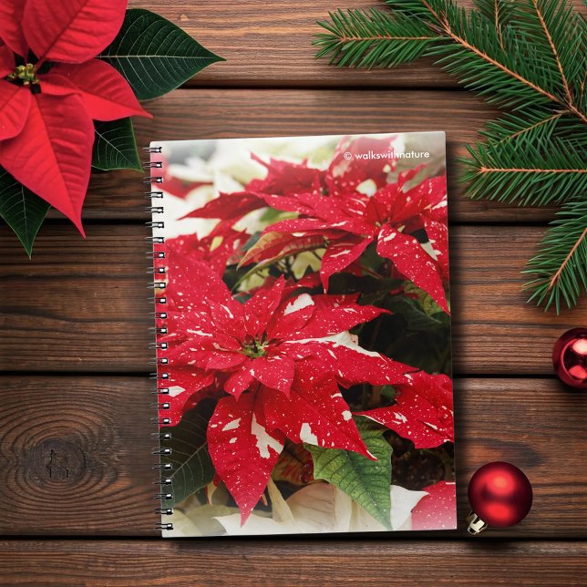 Cuaderno Flores de Poinsettia floral blanca y roja festiva (Festive Red and Cream Poinsettias Flowers Journal Cover Photo)