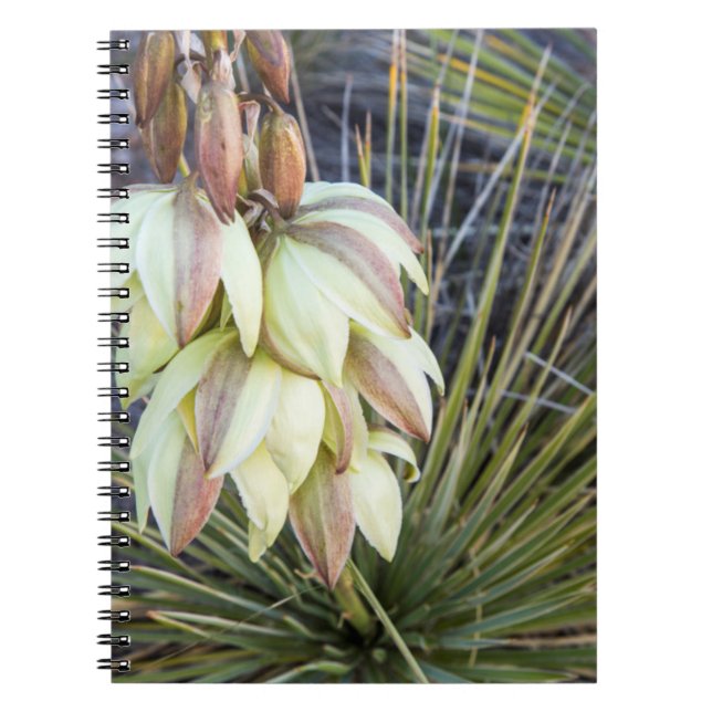 Cuaderno Flores de Yucca en el Alto Missouri (Frente)