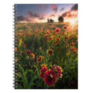 Cuaderno Flores   Indio Blanket Wildflower Texas