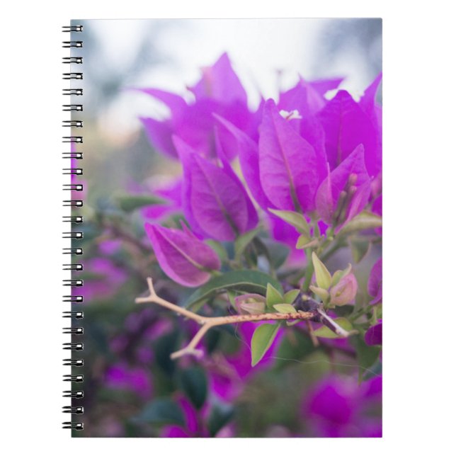 Cuaderno Flores púrpuras de buganvilla (Frente)
