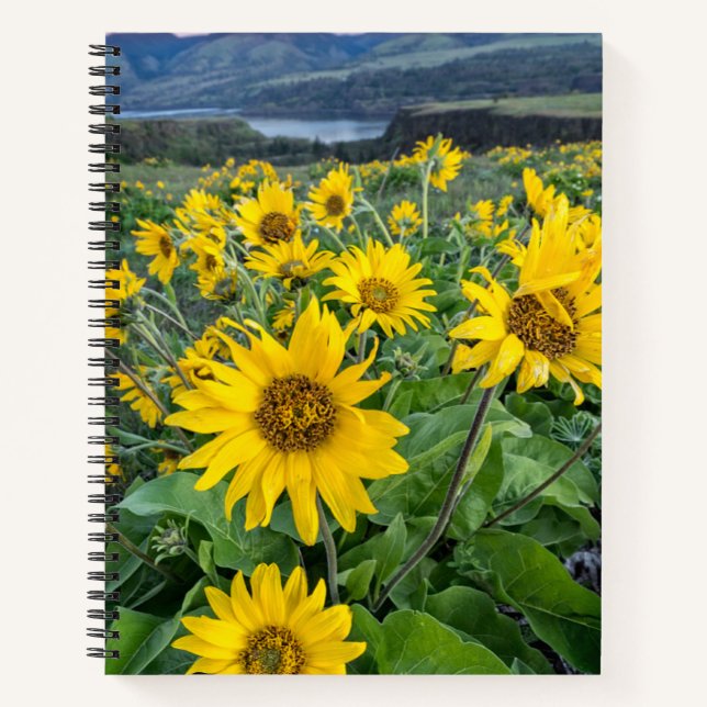 Cuaderno Flores | Río Columbia Balsomroot, Oregón (Anverso)