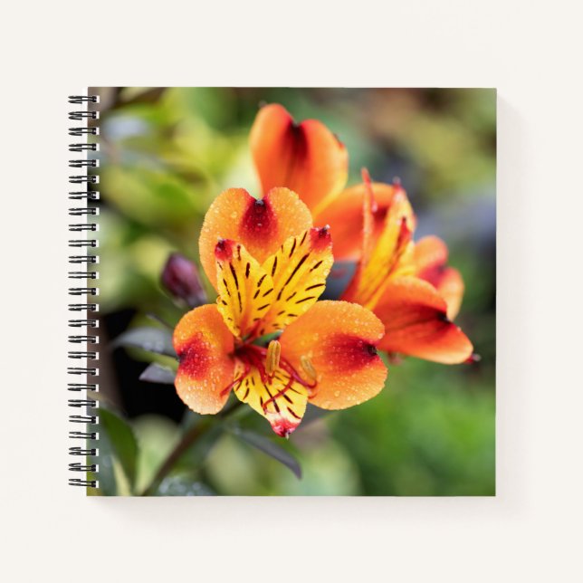 Cuaderno Flores rojas y Naranjas de alstromería (Anverso)