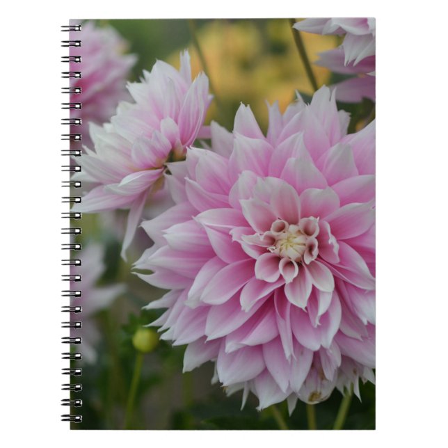 Cuaderno Flores rosadas de Dahlia en RHS Garden Wisley (Frente)