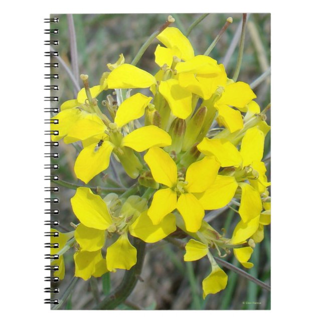 Cuaderno Flores silvestres amarillas F14 (Frente)