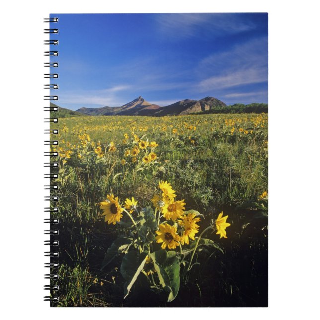 Cuaderno Flores silvestres de balsomroot de hoja de flecha  (Frente)