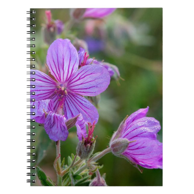 Cuaderno Flores silvestres de geranio pegajoso (Frente)