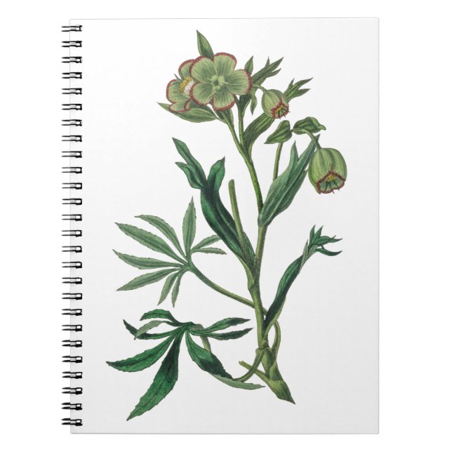 Cuaderno Flores verdes de hellebore apestosos botánica de b (Frente)