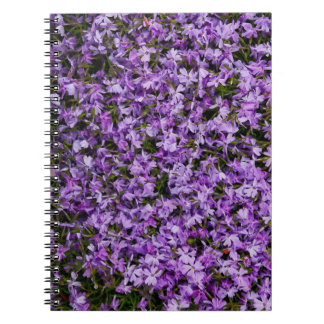 Cuaderno Flores Vibrantes de Phlox de Primavera – Fotografí