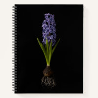 Flowers | Purple Hyacinth Bulb