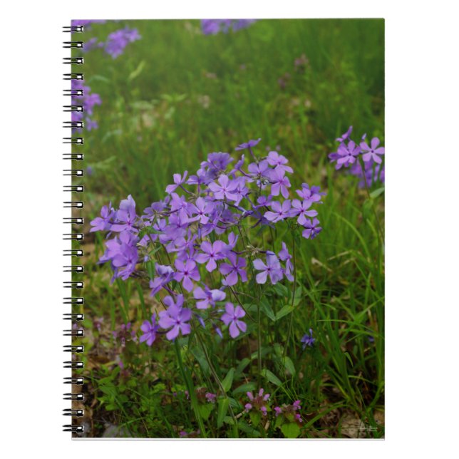 Cuaderno Flox azul silvestre (Frente)
