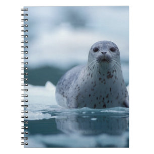 Cuaderno foca común del pacífico, Phoca vitulina richardsi