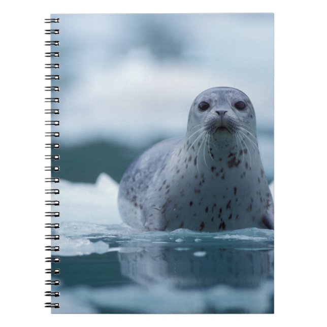 Cuaderno foca común del pacífico, Phoca vitulina richardsi (Frente)
