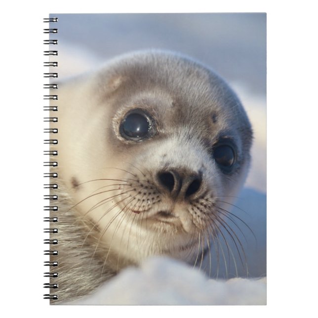 Cuaderno Foca de Groenlandia joven (Frente)