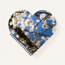 Fondo de cielo azul Flor blanca