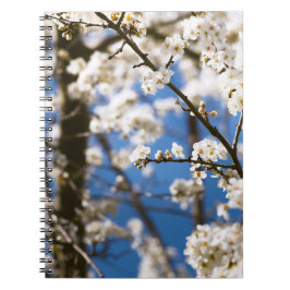 Cuaderno Fondo de cielo azul Flor blanca