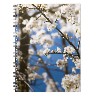 Cuaderno Fondo de cielo azul Flor blanca