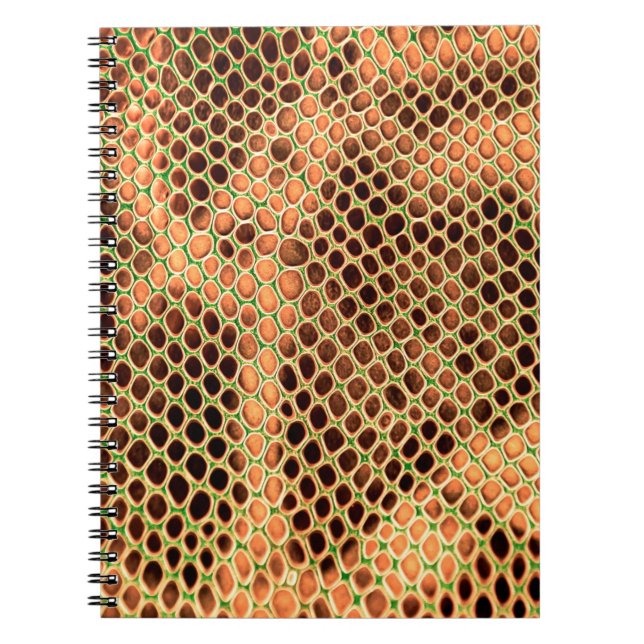 Cuaderno Fondo de piel de serpiente (Frente)