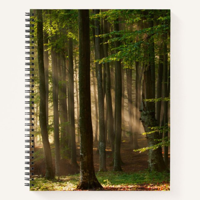 Cuaderno Forests | Autumn Forest (Anverso)