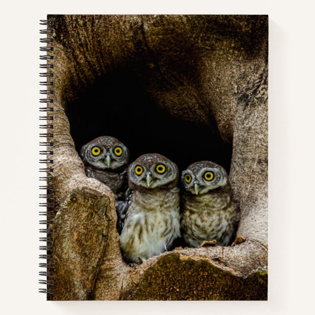 Cuaderno Forests | Three Owls Looking (Anverso)