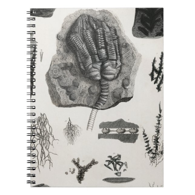 Cuaderno fósiles, dinosaurios, paleontología, fósiles, crán (Frente)