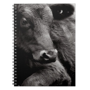 Cuaderno Foto blanco y negro del buey negro de Angus