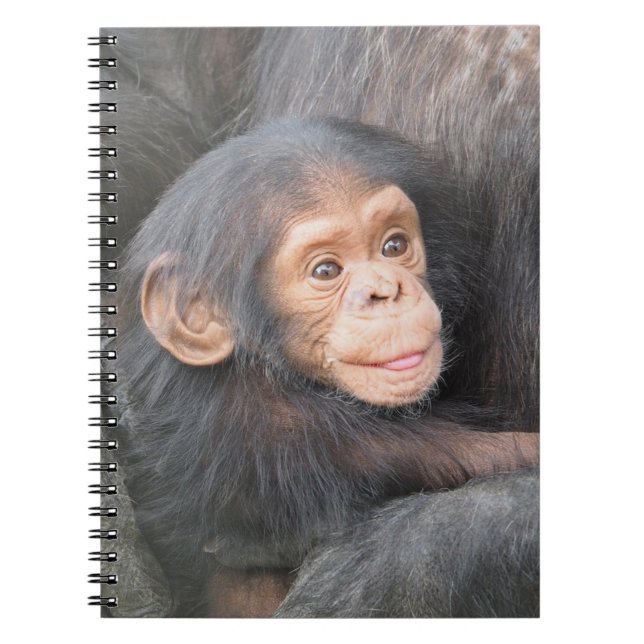 Cuaderno Foto de adorable cría de chimpancé (Frente)