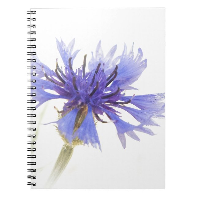Cuaderno Foto de Blue Cornflower - (Frente)