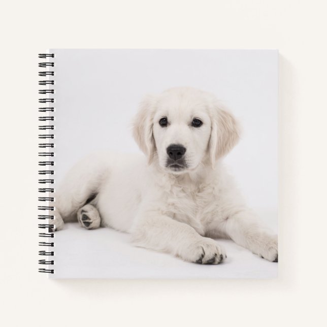 Cuaderno Foto de cachorro de Retriever Dorado (Anverso)