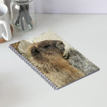 Foto de fauna de Marmota gris