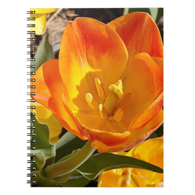 Cuaderno Foto de flor de Nueva Inglaterra (Frente)