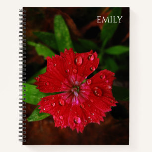 Cuaderno Foto de Flor y gotas de lluvia roja de Dianthus, n