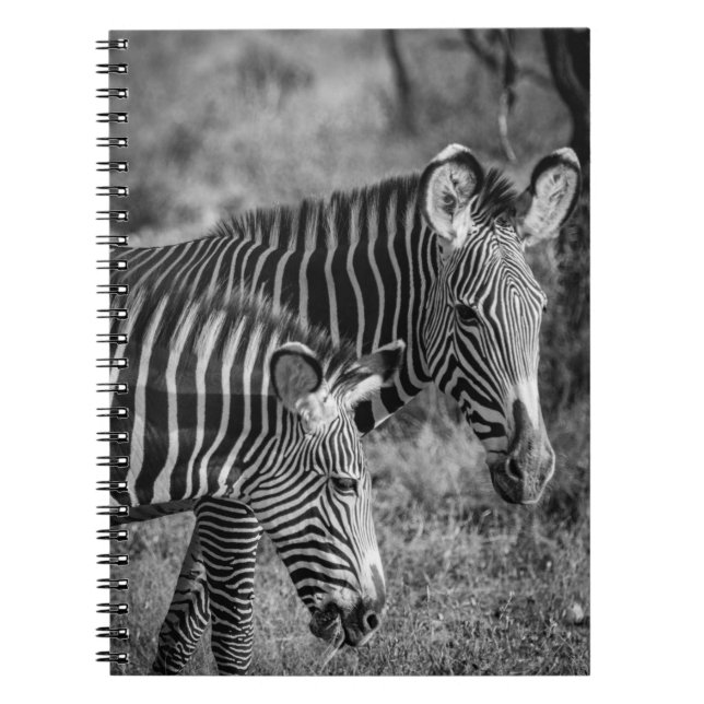 CUADERNO FOTO DE GRAYSCALE DE ZEBRAS (Frente)