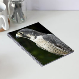 Cuaderno Foto de halcón peregrino en la naturaleza